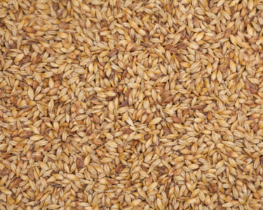 Malt | Western Crop Innovations