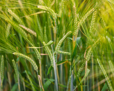 Barley | Western Crop Innovations