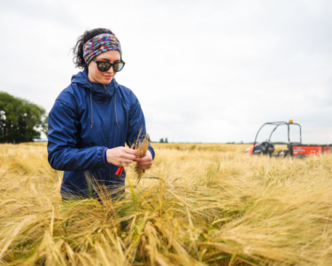 western-crop-innovations-picking-heads-barley-2