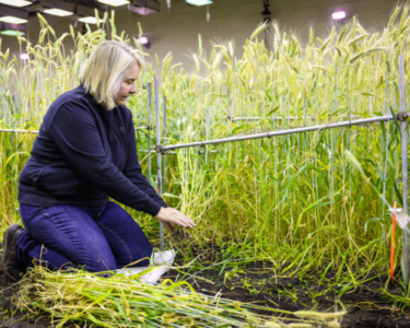 western-crop-innovations-trit-growth-room