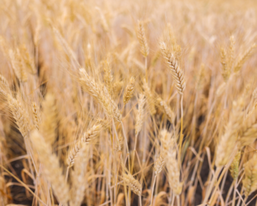 Triticale | Western Crop Innovations